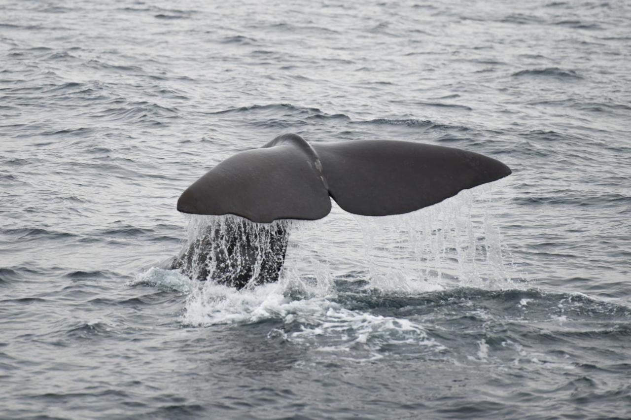 Apt 101 - Andenes Whale Safari Apartments Ngoại thất bức ảnh